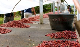 Geisha Panama: Thứ cà phê đắt nhất thế giới có mùi hoa và quả, hơn 1 triệu 1 tách